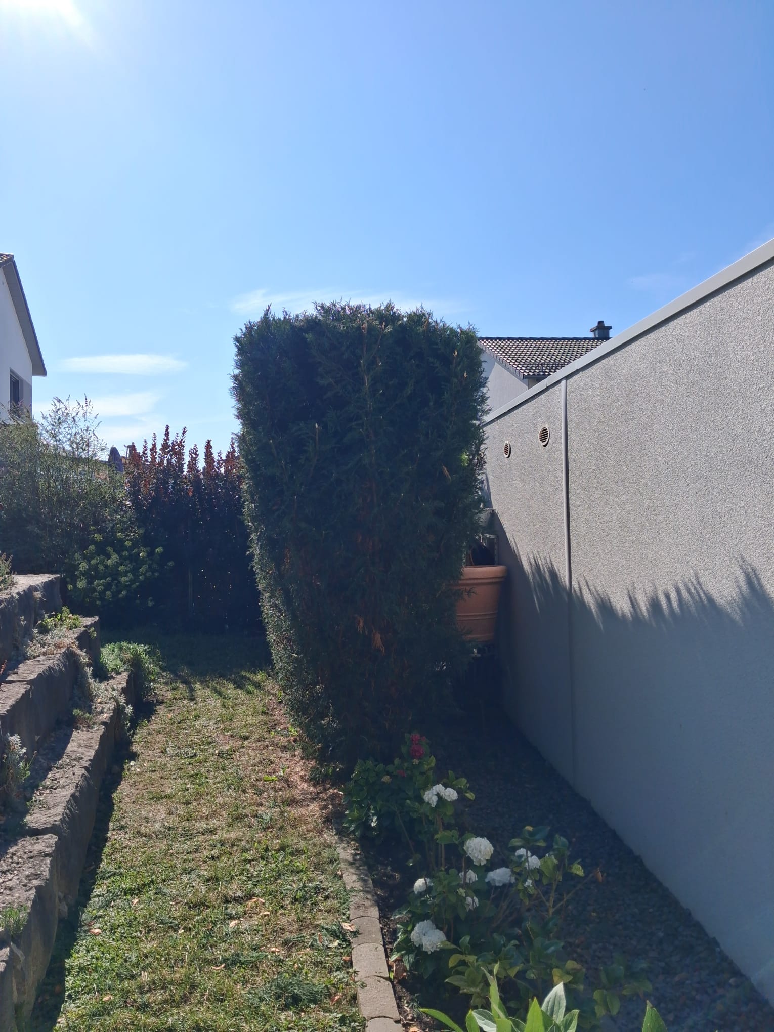 Thuja-Säulenhecke geschnitten – Nachher – Kormanns Gartenpflege