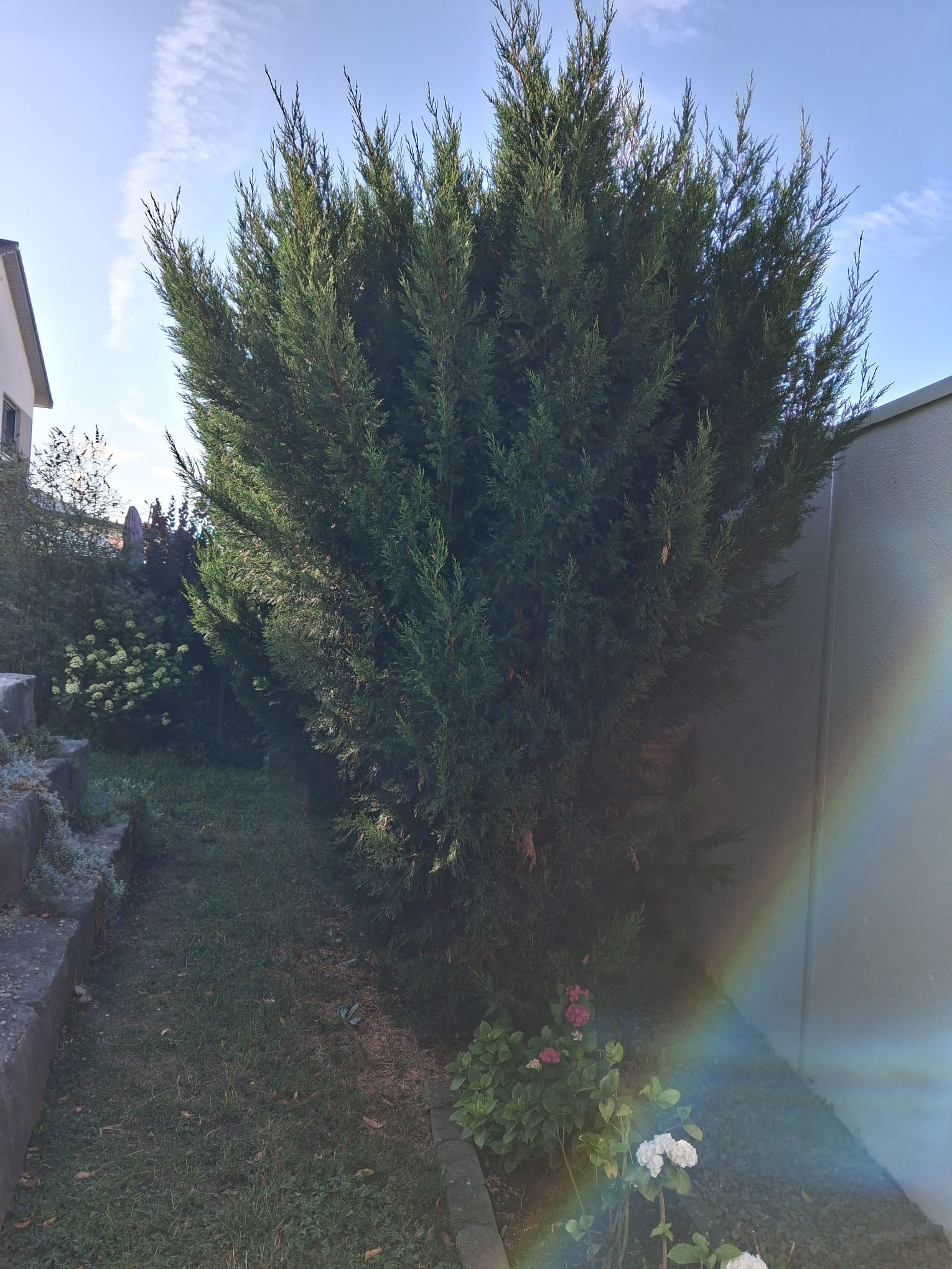 Heckenschnitt Vorher – Kormanns Gartenpflege